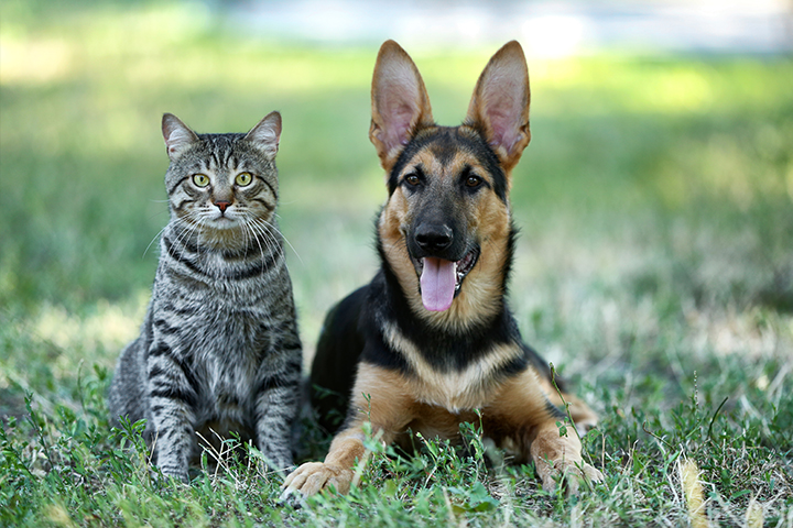 Houders van Dieren - Honden en Katten